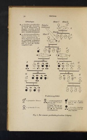 Fig. 5. Der rezerssiv geschlechtsgebundene Erbgang