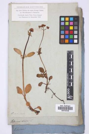 Valeriana dioica L.
