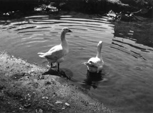 Gänse. Zwei Gänse ins Wasser gehend