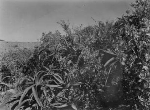 Sträucher : Dichte Strauchvegetation