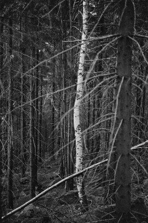 Nadelwald mit Birke
