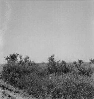 Antilopen : Antilopen in der Savanne der Grabenlandschaft