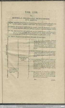 Tab. LVII. De Medulla Oblongatae Propaginibus Sive Nervis