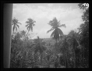 zwischen Colombo und Kandy (beide Sri Lanka): Urwald