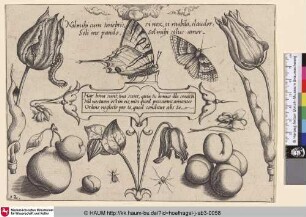 [Insekten, Pflanzen und Früchte mit Texttafel im Zentrum]