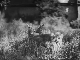 Zwei Rehe