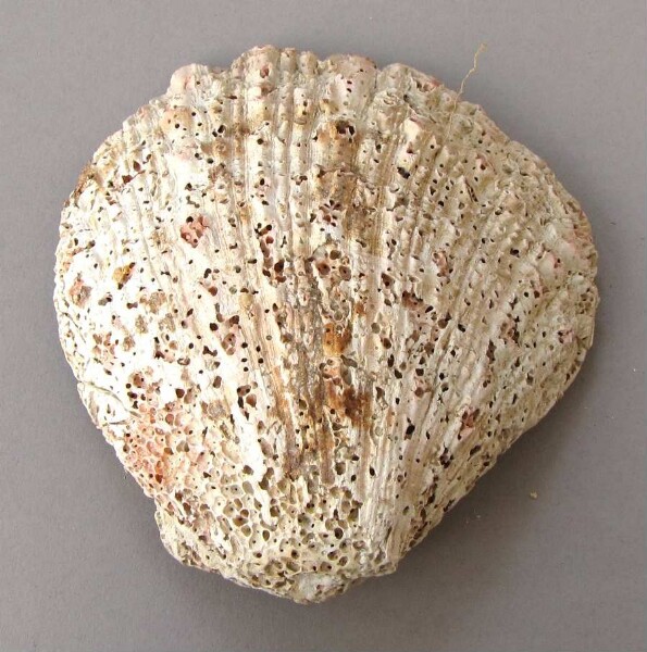 Spondylus shell