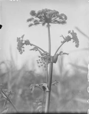 Bärenklau : Bärenklau (Heracleum Linnaeus) blühend.