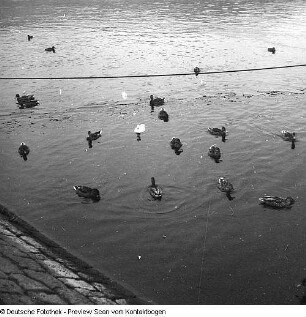 Enten auf einem Teich