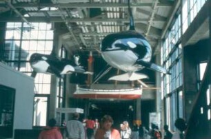 Monterey. Touristen im Meeresmuseum