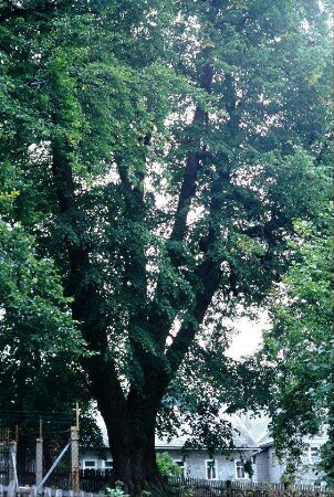 großer Baum in der Nähe des Friedhofes