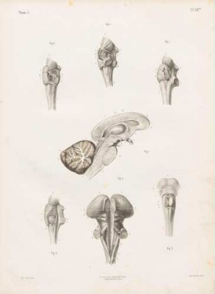 Neurologie (Aufbau des Pons)