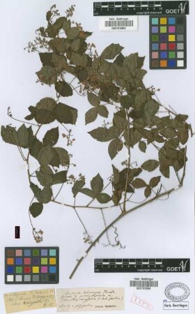 Serjania hebecarpa Benth. fo. platycephala Radlk.[syntype]