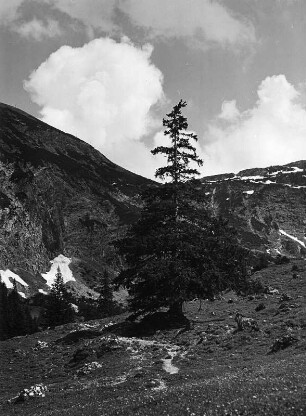 Wolkenbilder. Oberallgäu. Wolken über einzelnem Nadelbaum auf Felsen (wahrscheinlich im Spielmannsautal)