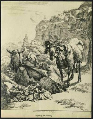 Roos, Joh. Heinrich