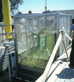 Fischreuse des Fischpasses Iffezheim