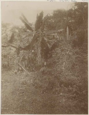 Bilder aus dem bolivianischen Urwald
