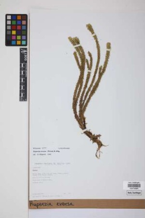 Phlegmariurus eversus (Poir.) B. &Oslash;llg.
