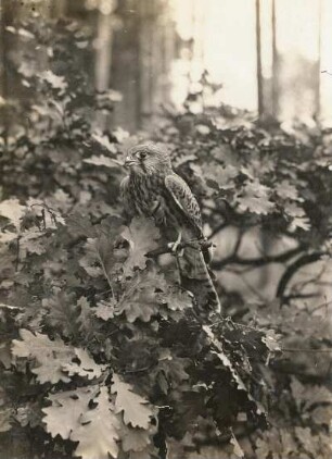 Turmfalke (Falco tinnunculus). Jungvogel