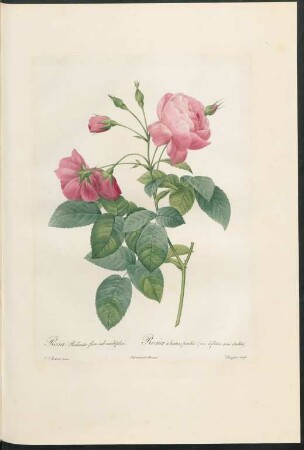 Rosa Reclinata flore sub multiplici. Rosier à boutons penchés. (var. à fleurs semi doubles.) Langlois sculp.