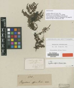 Polypodium affine G.Forst. [type]