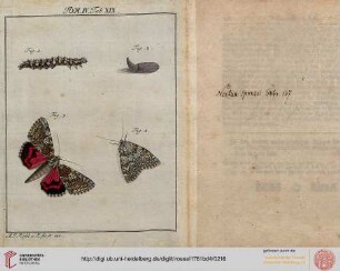 Tafel_XIX-144 Eine zu der zweyten Classe der Nachtvögel gehörige, weiß, grau und braun gefleckte [...] Raupe [...]