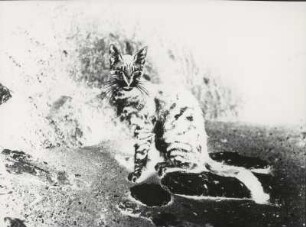 Katze, Solarisation