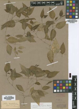 Solanum morelliforme Bitter & Münch [isotype]