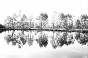 Schwenninger Moos (Neckarquelle) bei Schwenningen