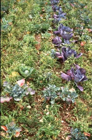 Fotografie: Gartenbautechnik-Freiland, Kopfkohl