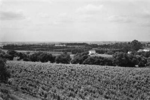 Wein- und Orangenplantage : Blick über Weinstöcke und Orangenbäume auf den Windschutz der Felder.