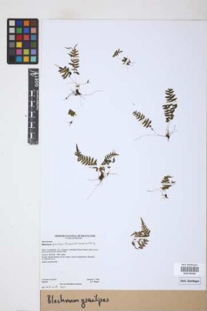 Blechnum gracilipes (Rosenst.) M. Kessler & A.R. Sm.