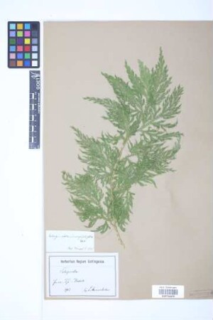 Selaginella inaequalifolia (Hook. & Grev.) Spring