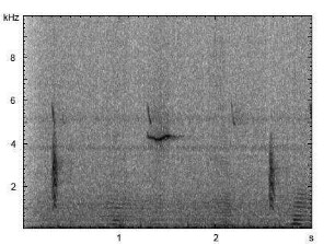 Rubinkehlchen | Luscinia calliope - Alarmruf