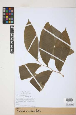 Bolbitis nicotianifolia Alston, 1932
