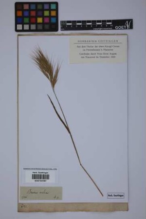 Bromus rubens L.