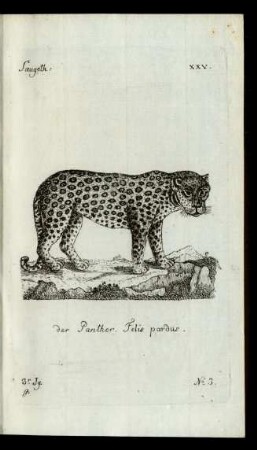No 3. der Panther. Felis pardus.