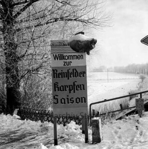 Karpfensaison: Ankündigungsschild "Willkommen zur Reinfelder Karpfen Saison": mit Karpfenplastik: an Einmündung Kalkgraben in Hamburger Chaussee / B 75: rechts Brücke über Heilsau (Abschnitt Mühlenau): im Winter