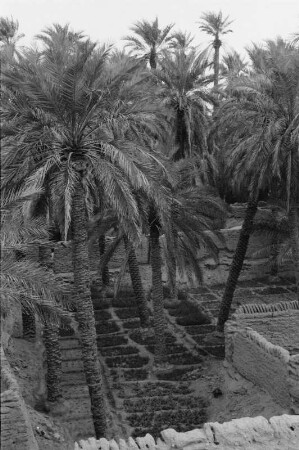 Garten mit Palmen : Blick in einen eingemauerten Garten mit Palmen in Gadames
