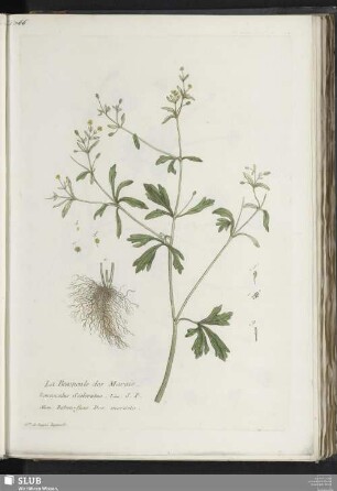 La Renoncule des Marais