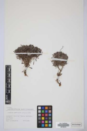 Limonium pectinatum (Ait.) Kuntze