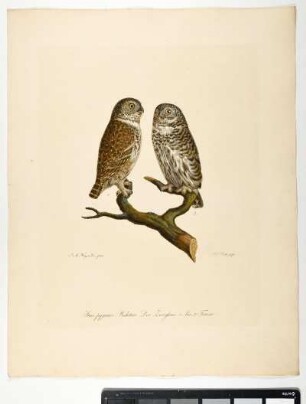 Strix pygmaea. Bechstein. Der Zwergkauz. 1. Mas. 2. Femina. - Sperlingskauz. Glaucidium passerinum; mas. fem. - Zeichner: Johann Mathias Hergenröder; Stecher: Johann Carl Bock