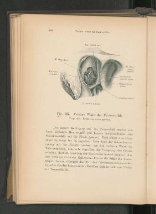 Fig. 126. Vordere Wand der Paukenhöhle.