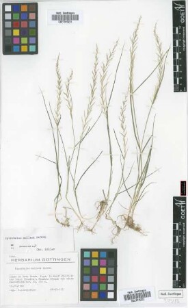 Sporobolus molleri Hack.