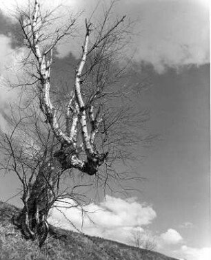 "Einsame Birke"