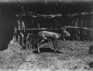 Antilope : Profilaufnahme einer Antilope
