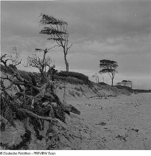 Weststrand des Darß mit Windflüchtern