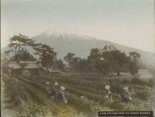 Teeplantage mit -pflückerinnen, im Hintergrund der Fuji