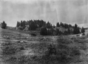 Landschaftsblick : Blick auf eine Hochebene, im Vordergrund Bergwiesen und Berghänge mit einzelnem Baumbestand