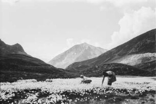 Blumenwiese : Blumen in einem kleinen Tal.
